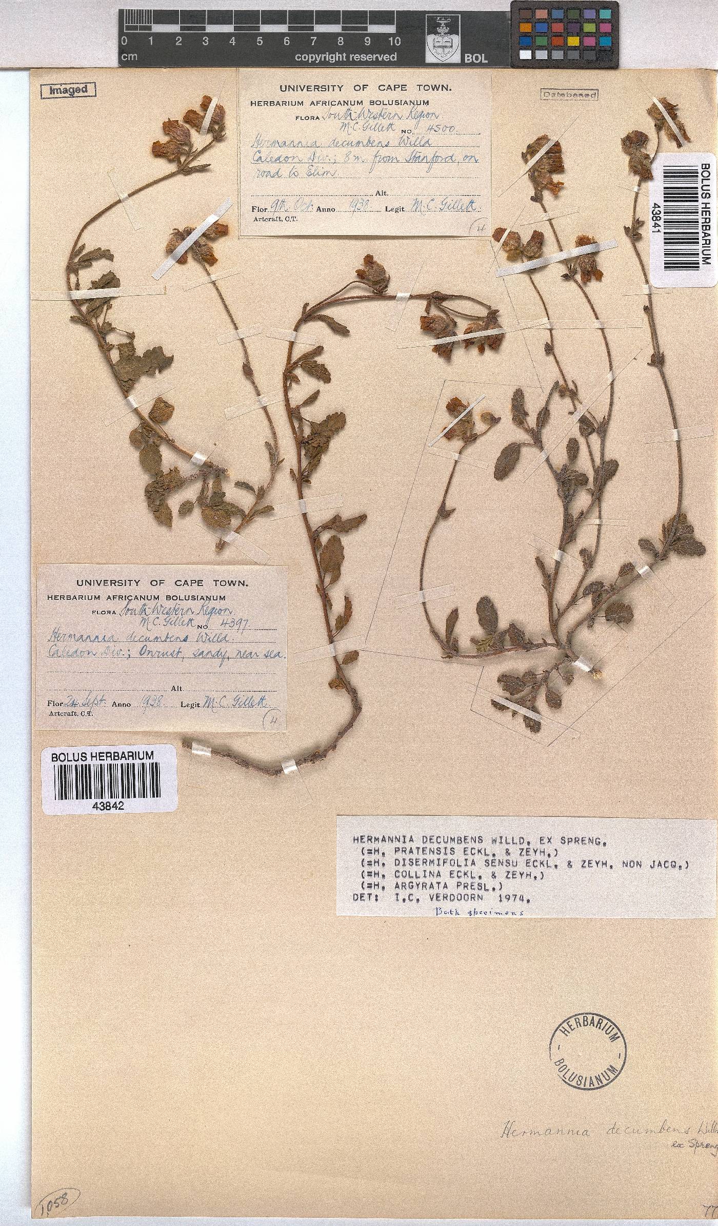 Hermannia decumbens image