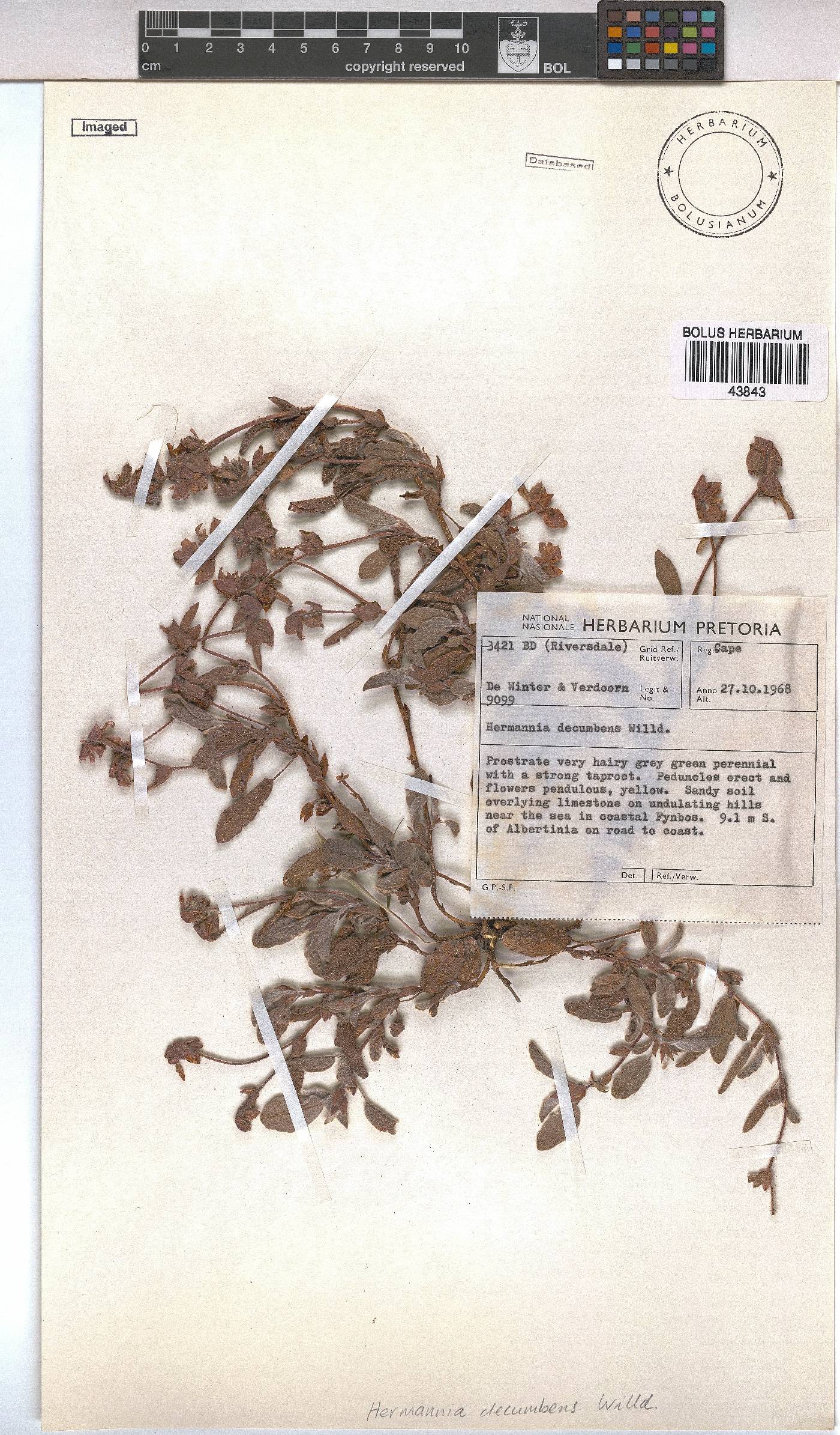 Hermannia decumbens image