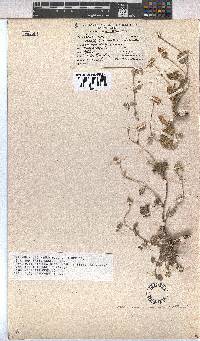 Hermannia decumbens image