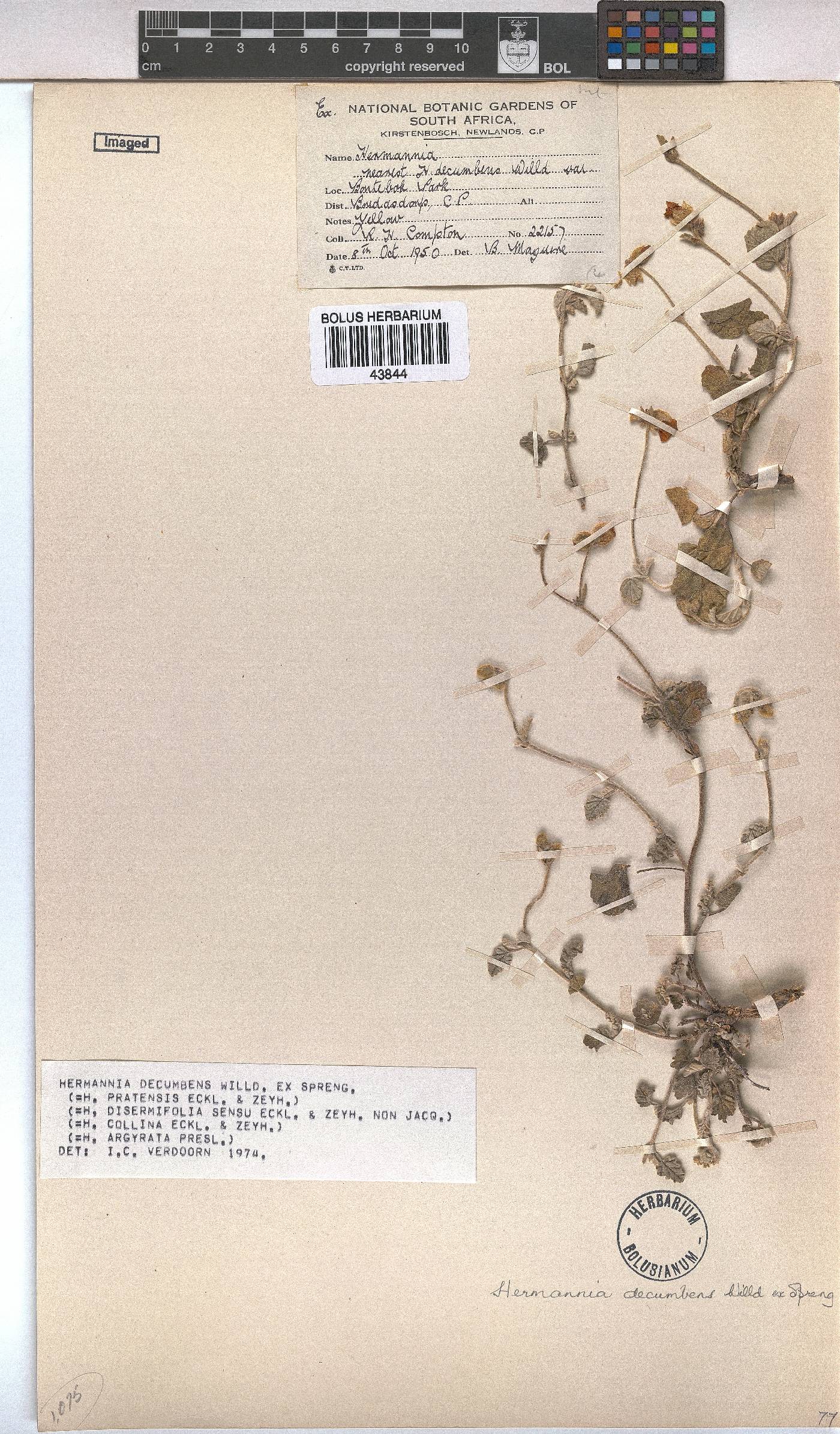 Hermannia decumbens image