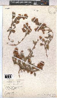 Hermannia decumbens image
