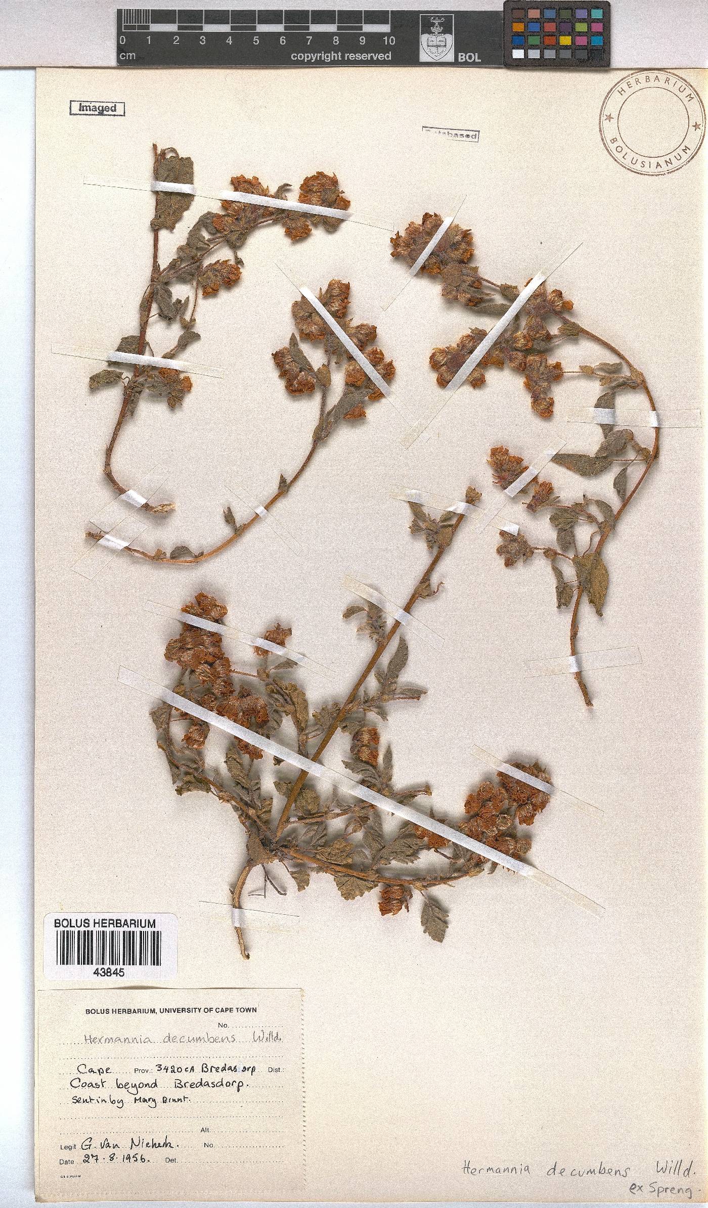 Hermannia decumbens image