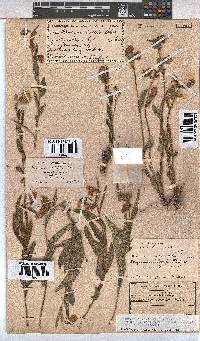 Hermannia cristata image