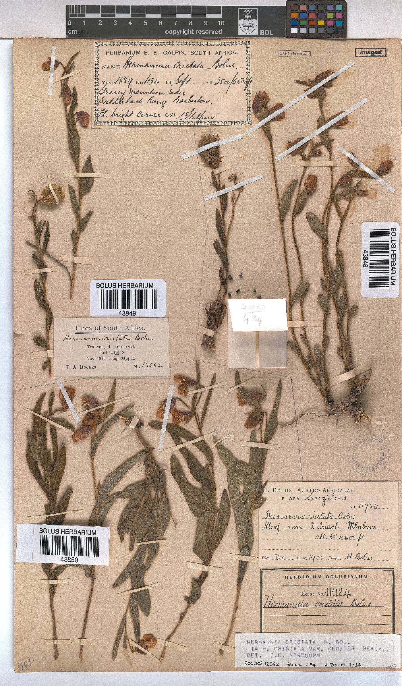 Hermannia cristata image