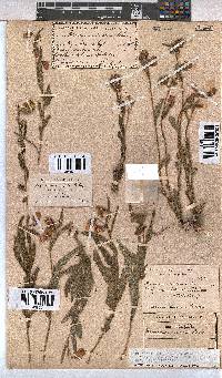Hermannia cristata image