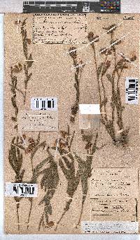 Hermannia cristata image