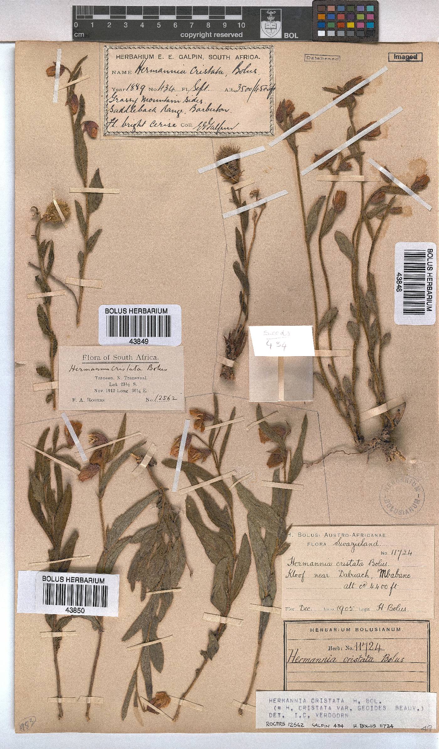 Hermannia cristata image