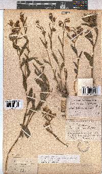 Hermannia cristata image