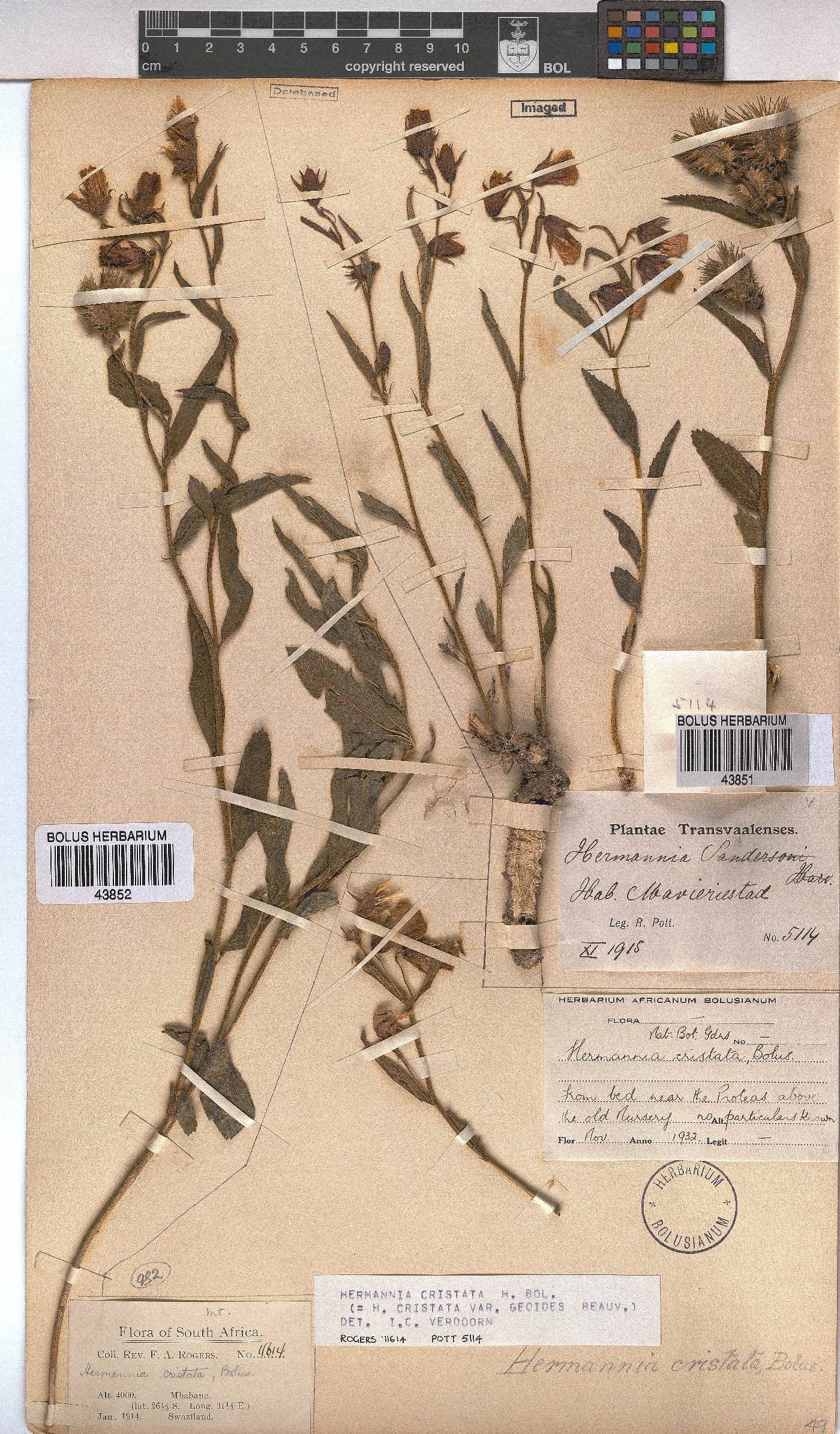 Hermannia cristata image
