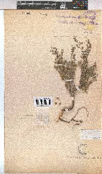 Hermannia complicata image