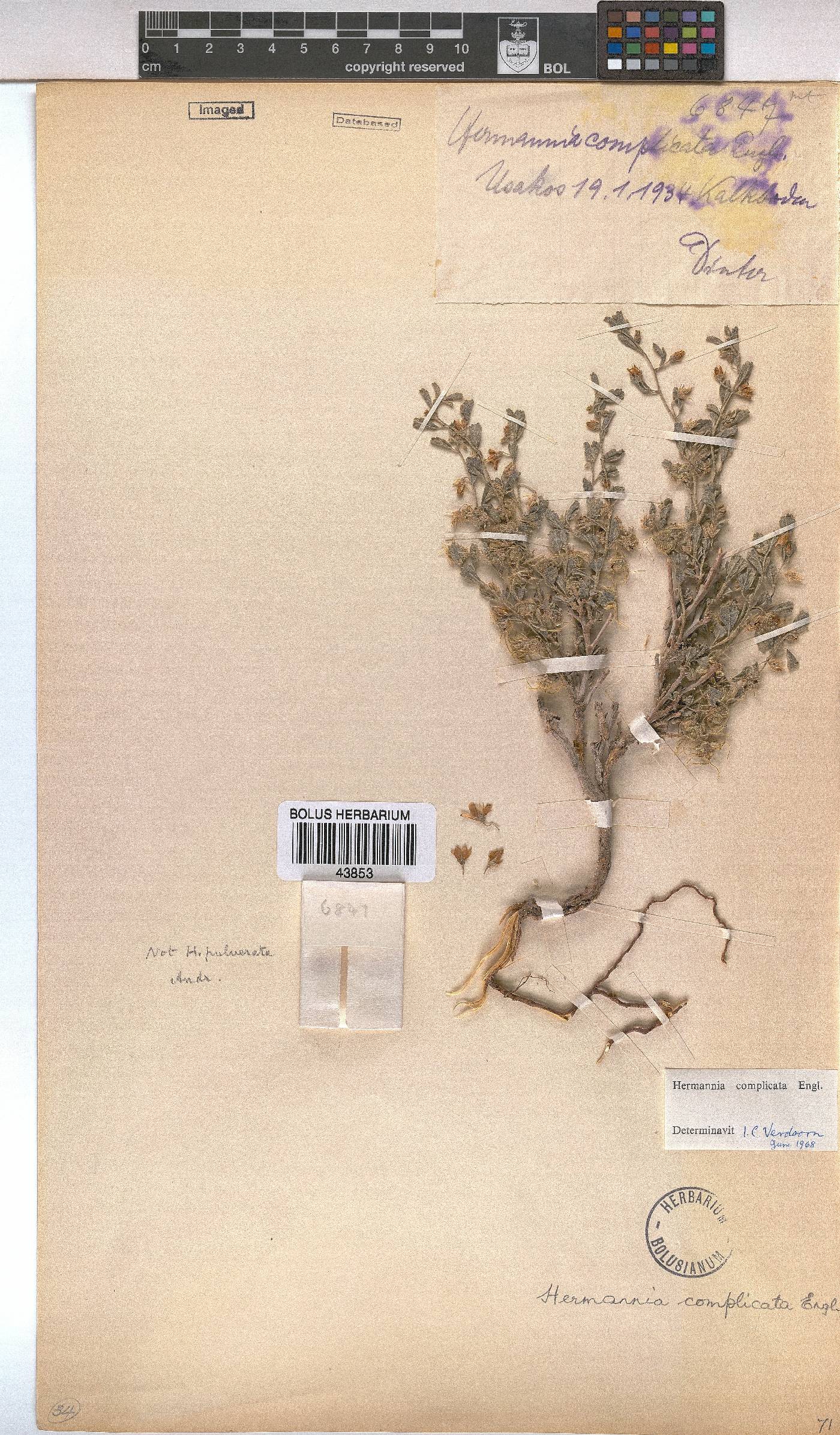 Hermannia complicata image