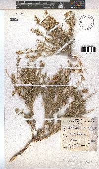 Hermannia complicata image