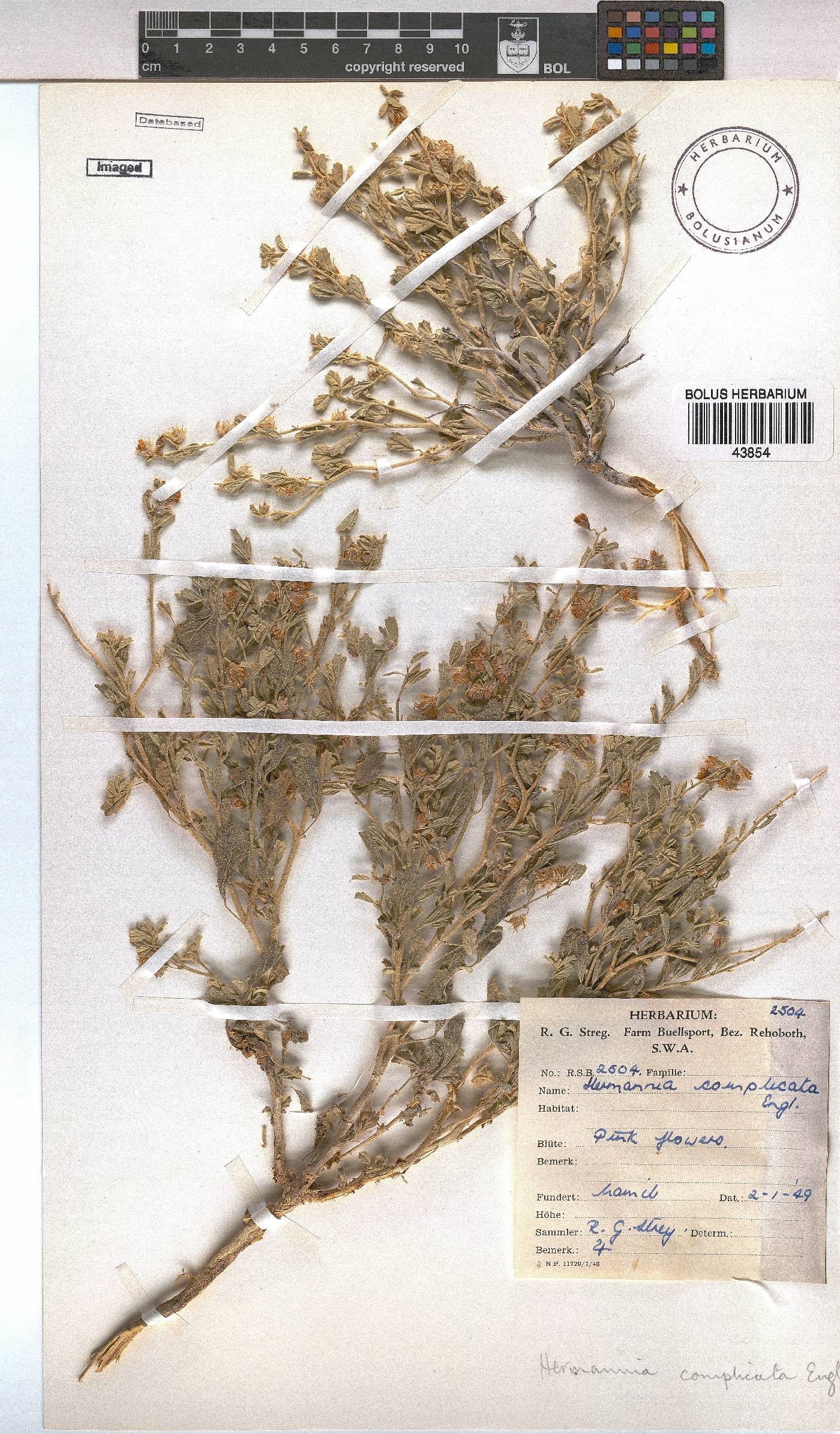 Hermannia complicata image