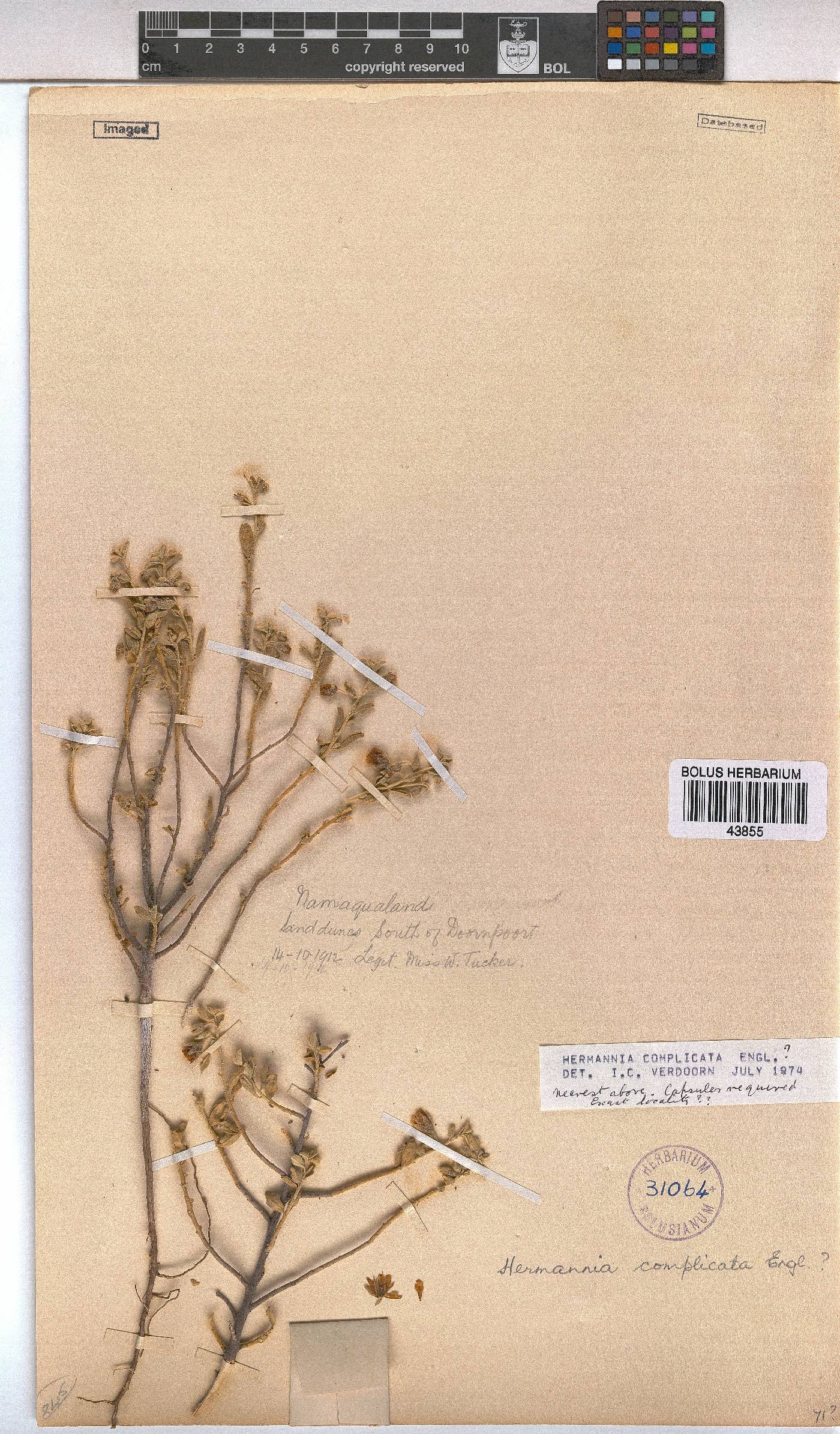 Hermannia complicata image
