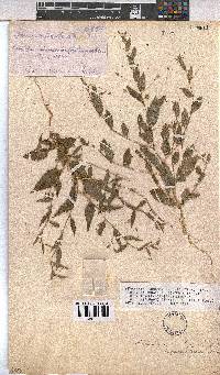 Hermannia tigrensis image