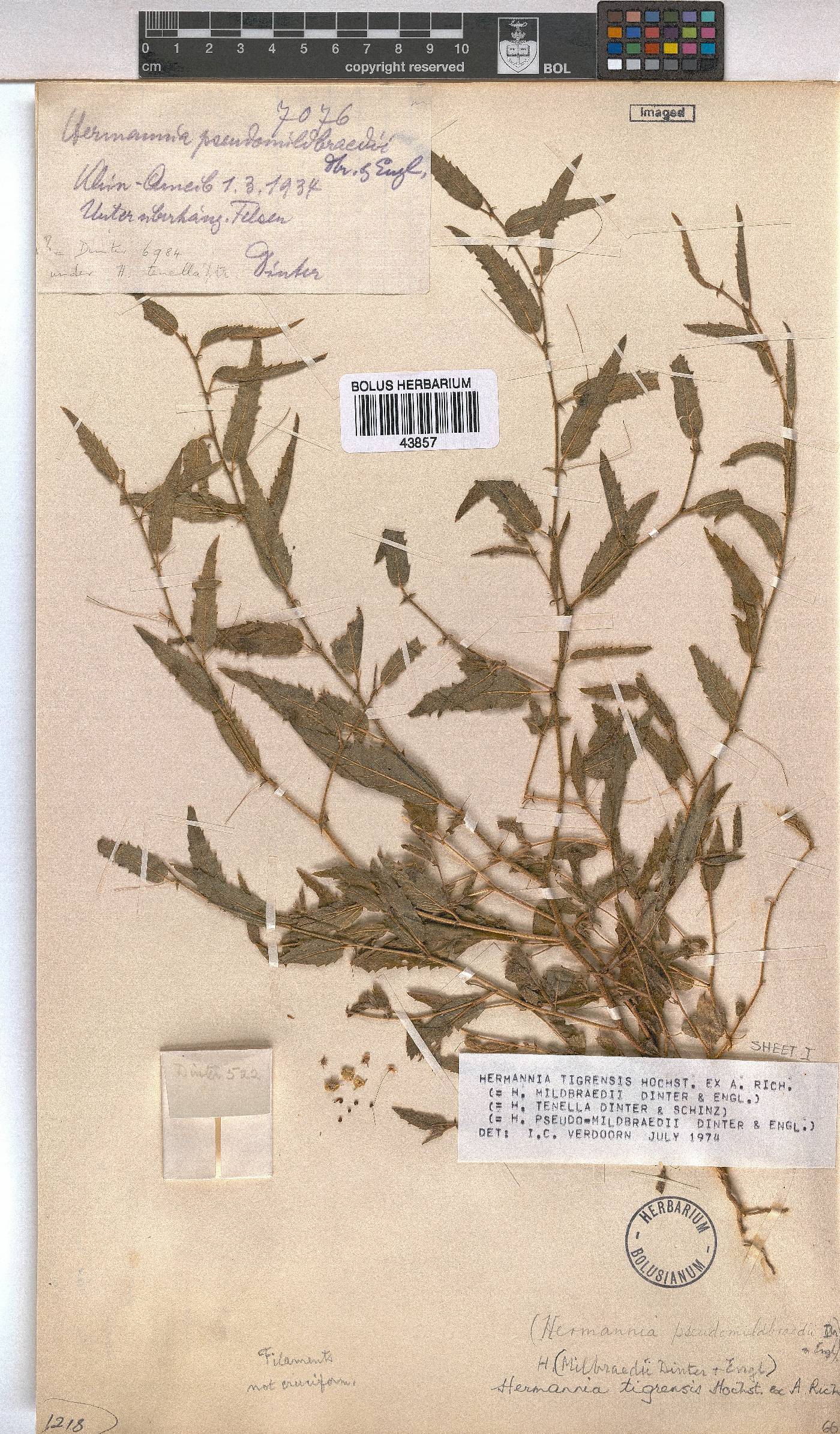 Hermannia tigrensis image