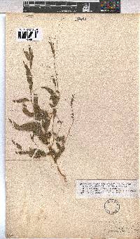 Hermannia tigrensis image