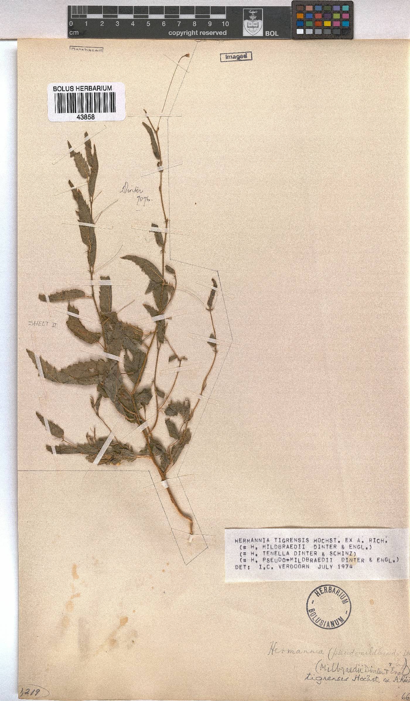 Hermannia tigrensis image