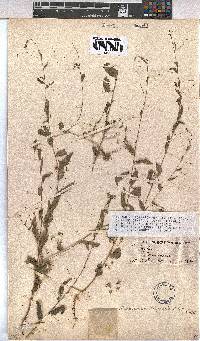 Hermannia tigrensis image