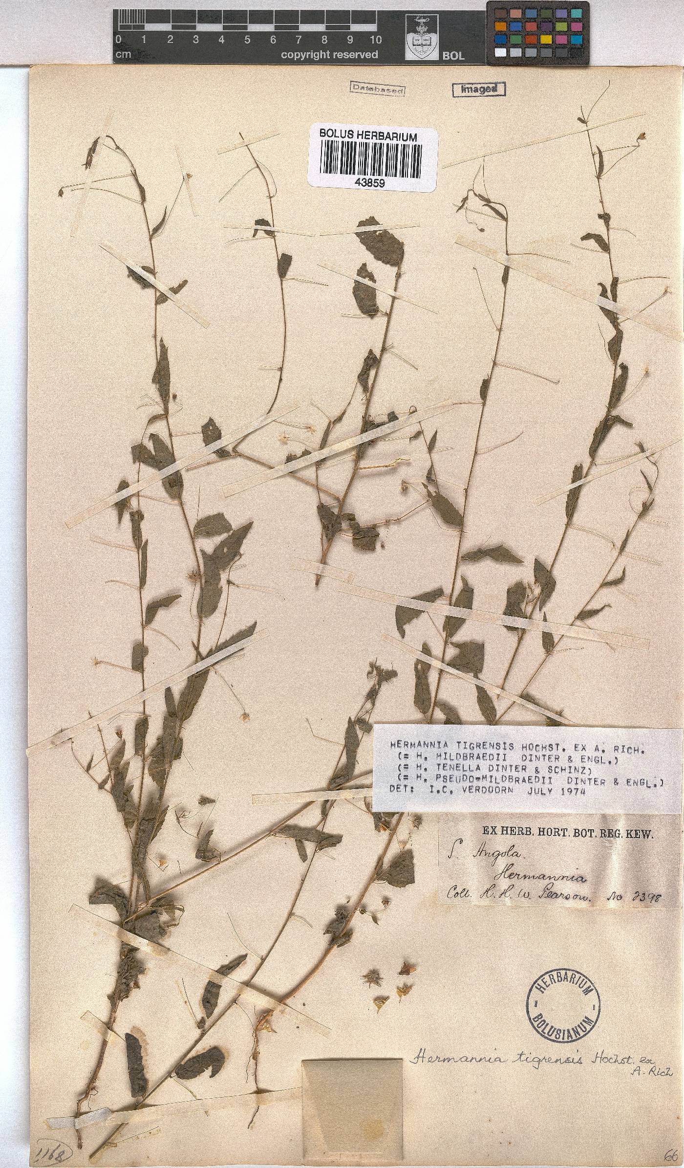 Hermannia tigrensis image
