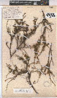Hermannia tigrensis image