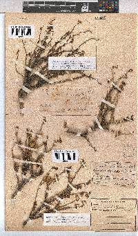 Hermannia linearifolia image