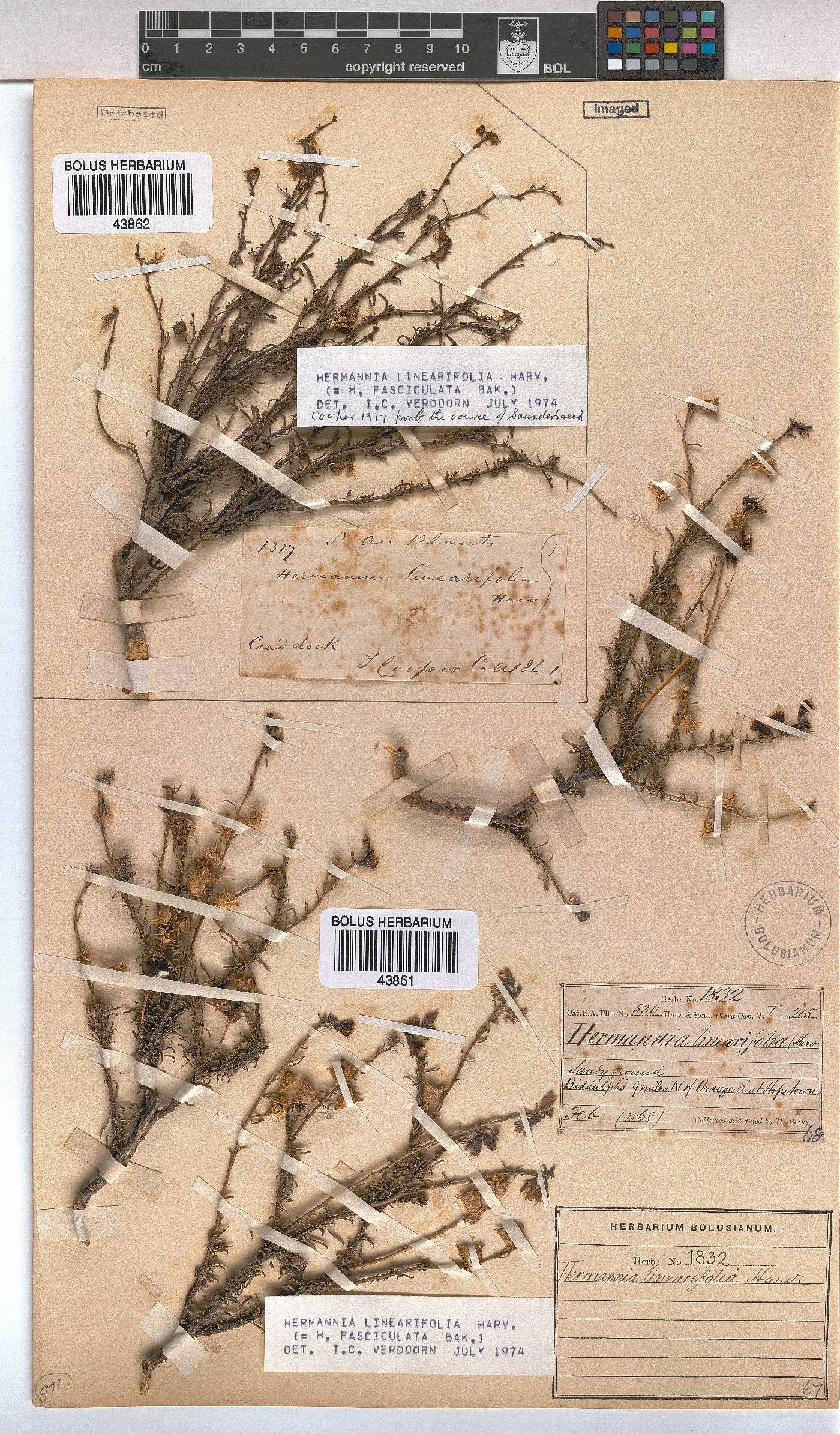 Hermannia linearifolia image