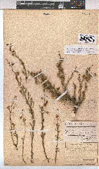 Hermannia linearifolia image