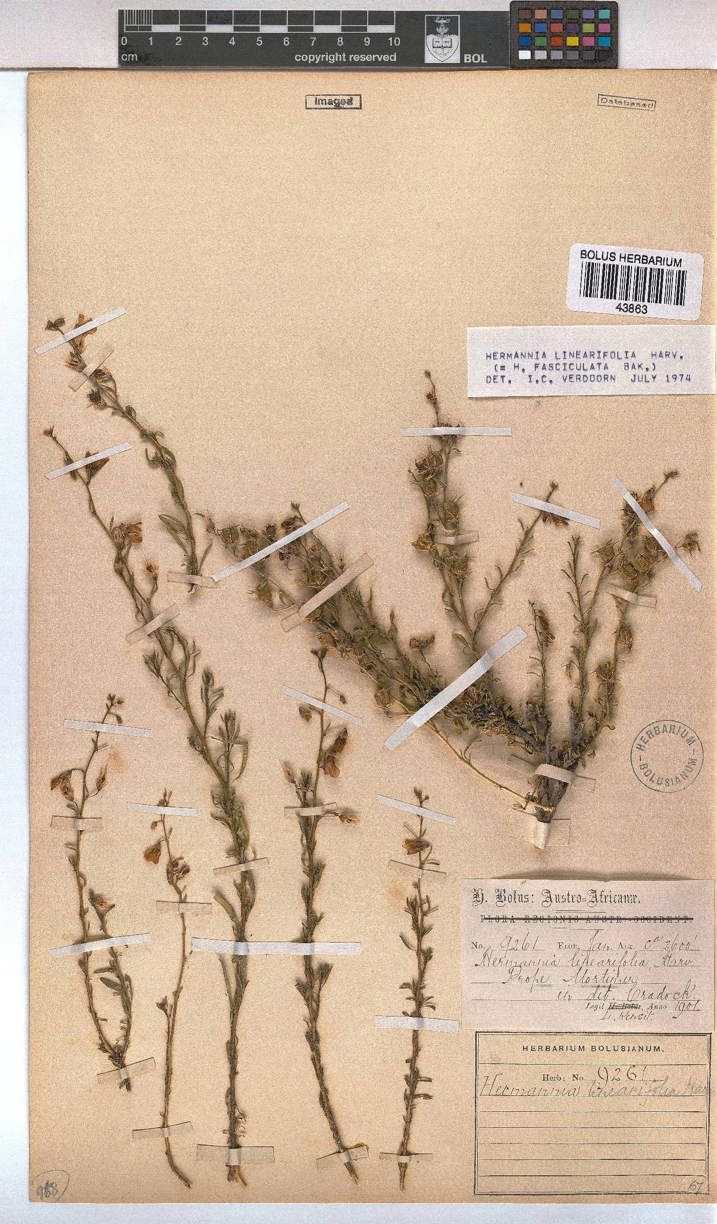 Hermannia linearifolia image