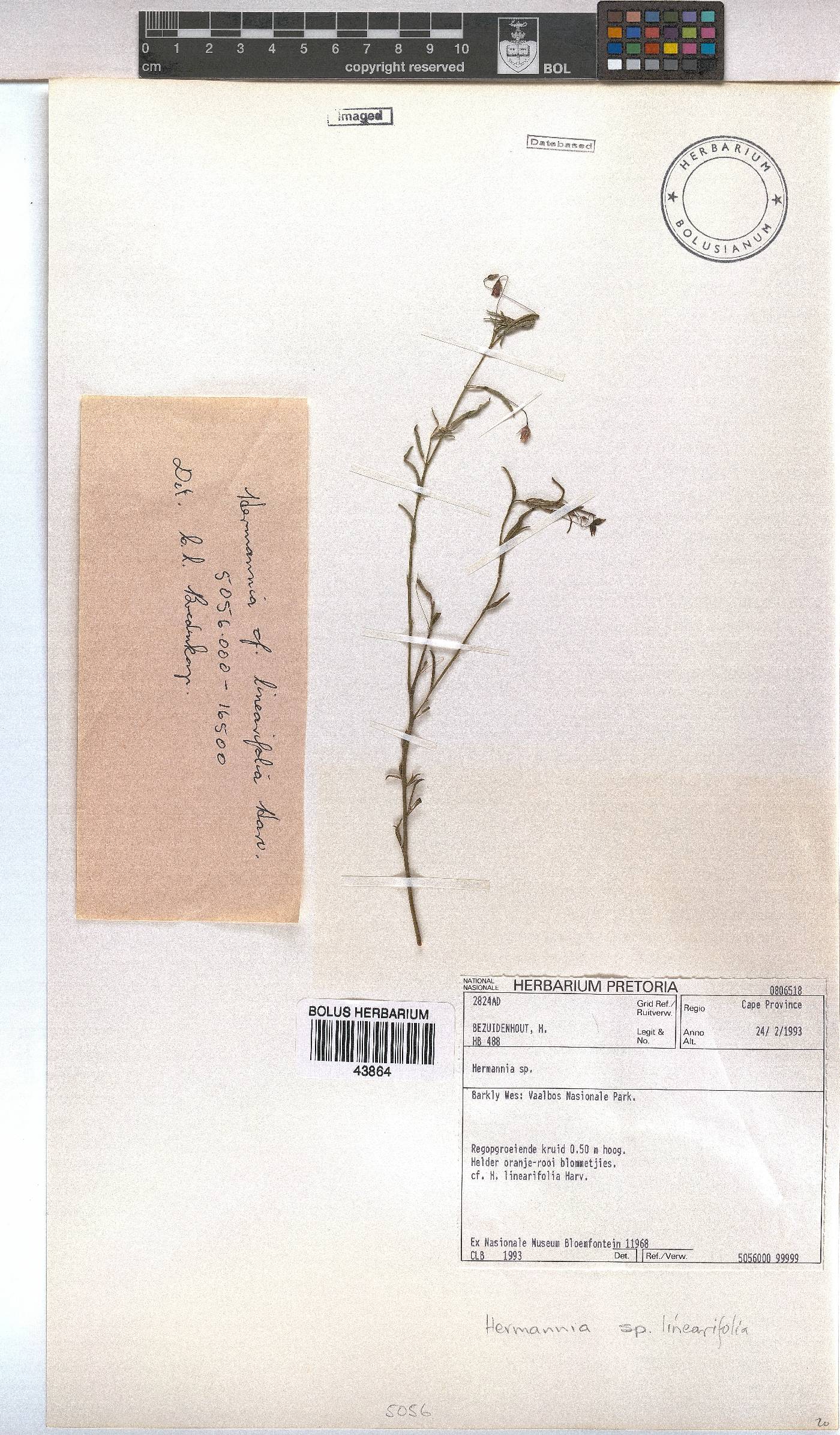 Hermannia linearifolia image