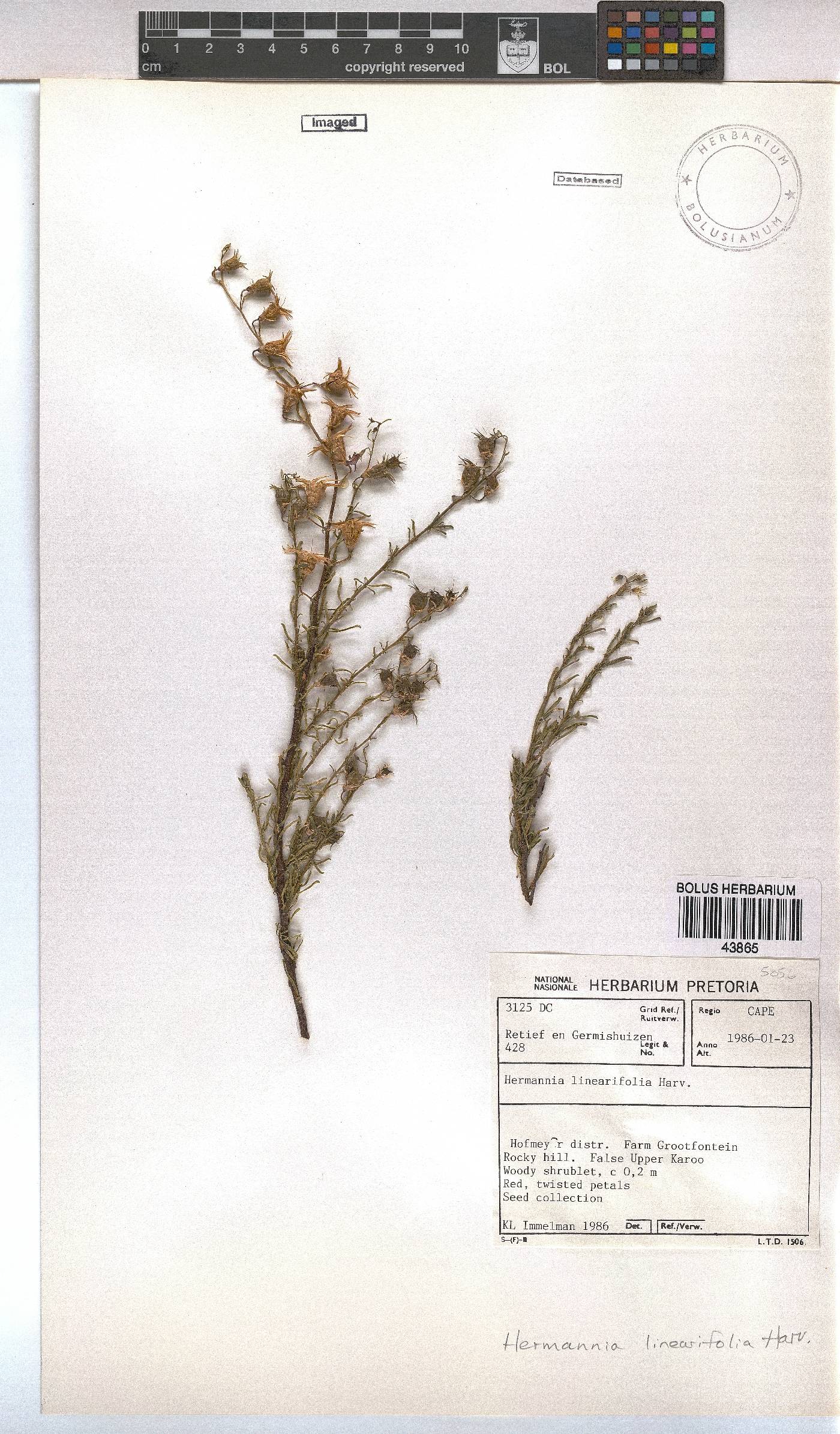 Hermannia linearifolia image