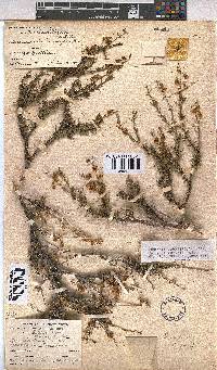 Hermannia linearifolia image