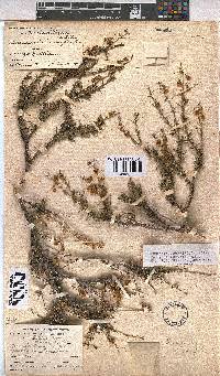 Hermannia linearifolia image
