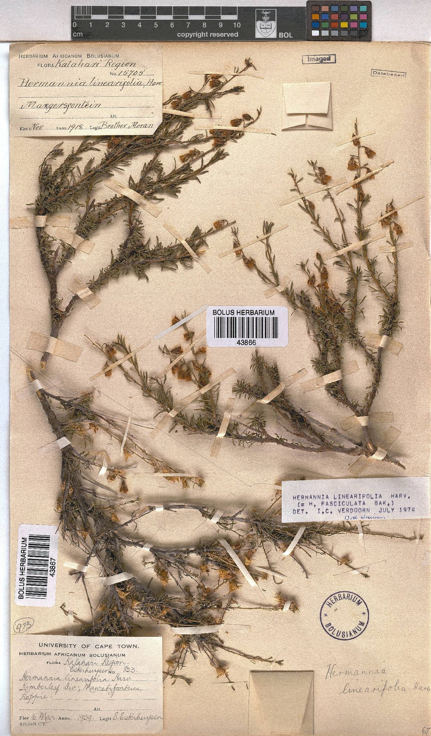 Hermannia linearifolia image