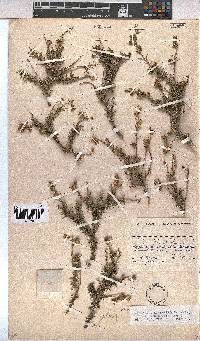 Hermannia linearifolia image