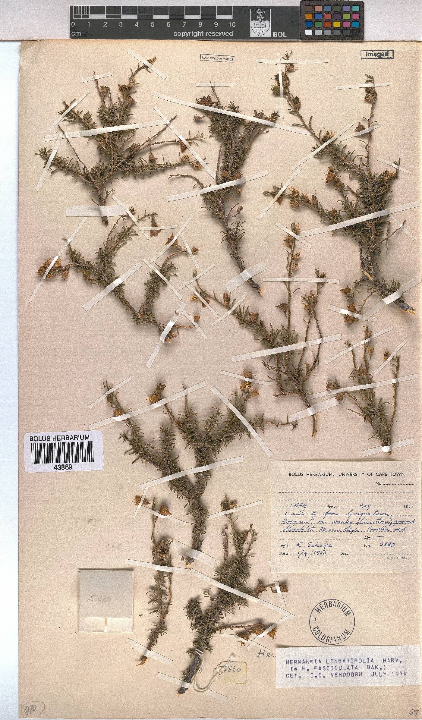 Hermannia linearifolia image