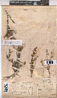 Hermannia linearifolia image