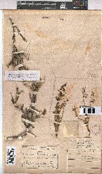 Hermannia linearifolia image