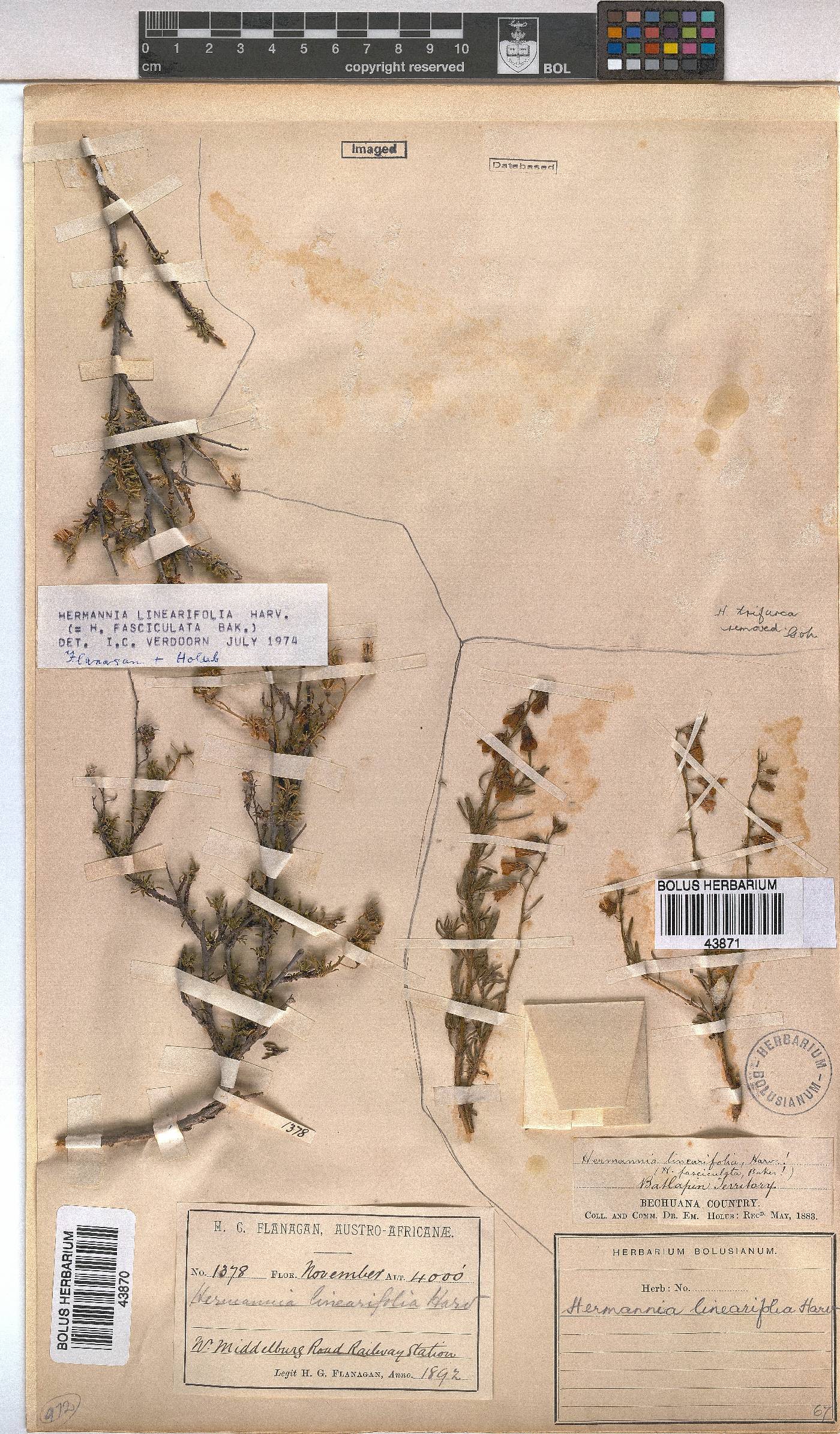Hermannia linearifolia image
