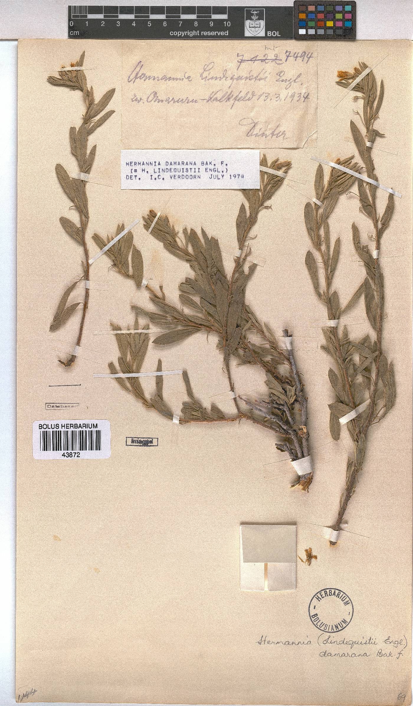Hermannia damarana image
