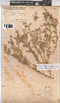 Hermannia engleri image