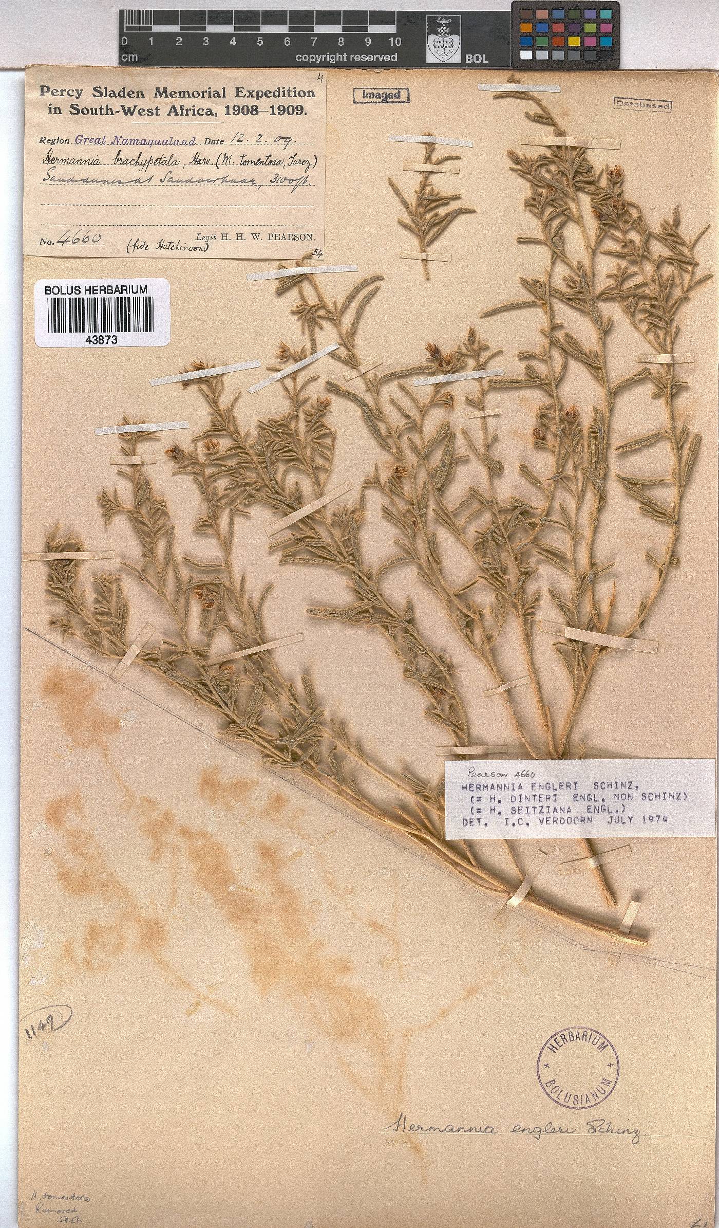 Hermannia engleri image