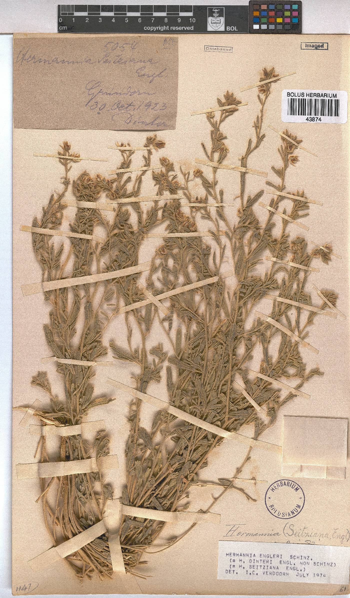 Hermannia engleri image