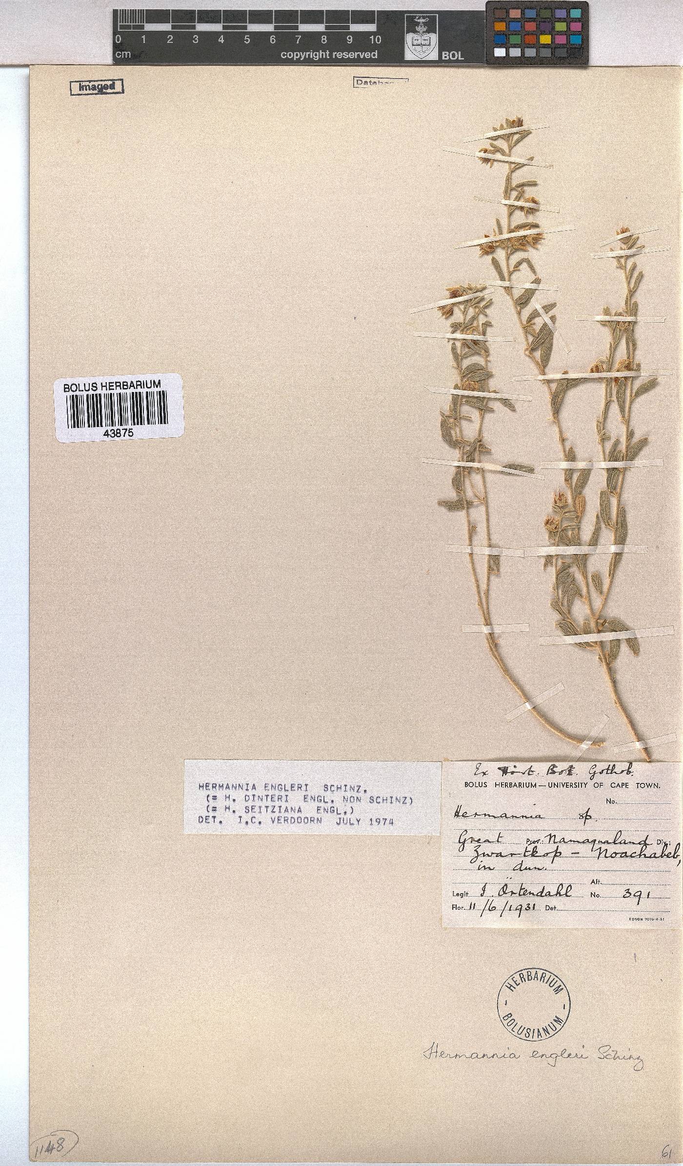 Hermannia engleri image