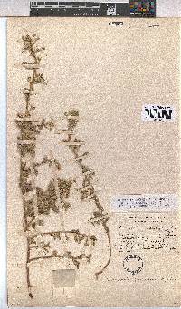 Hermannia guerkeana image