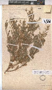 Hermannia guerkeana image