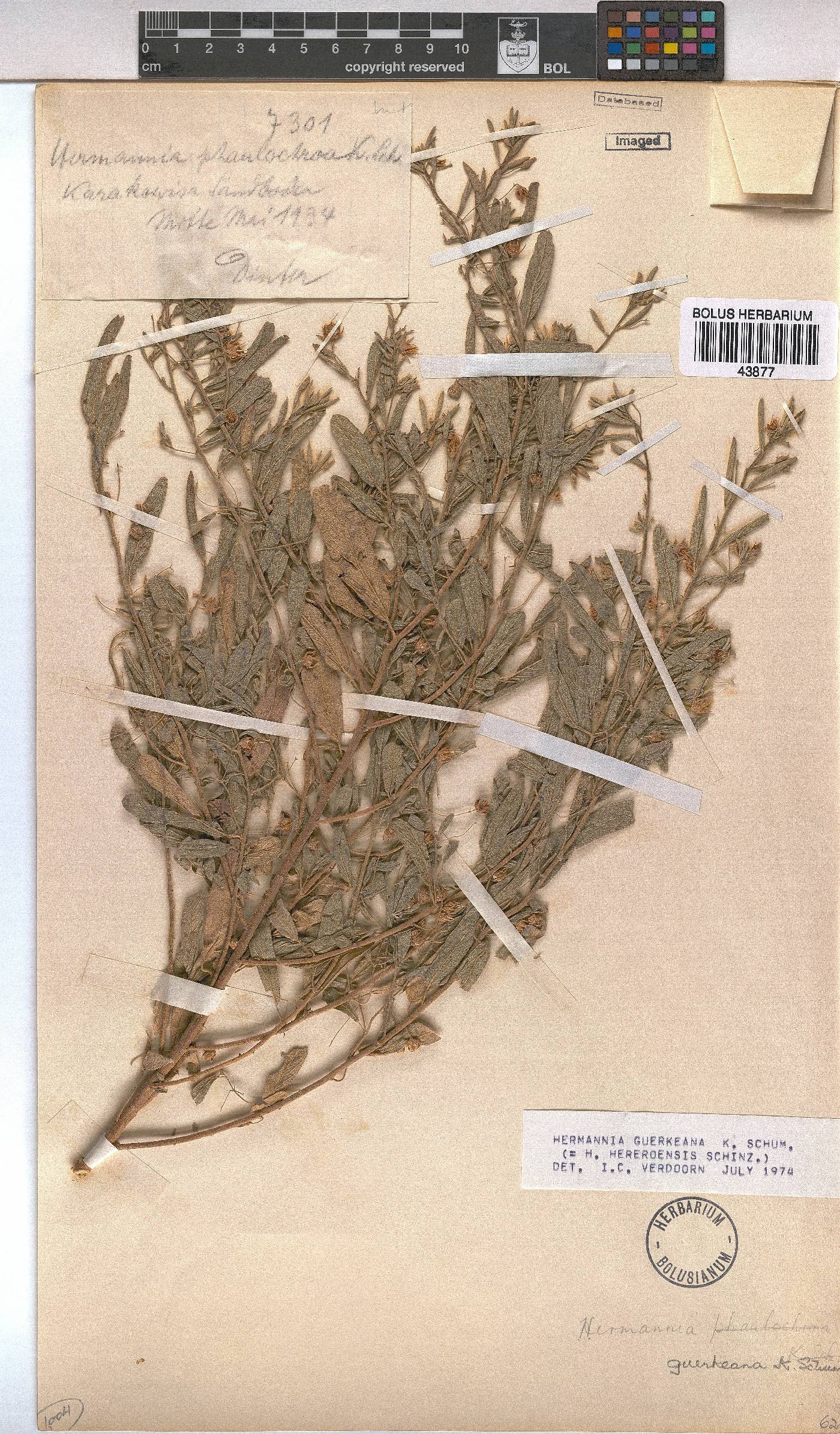 Hermannia guerkeana image