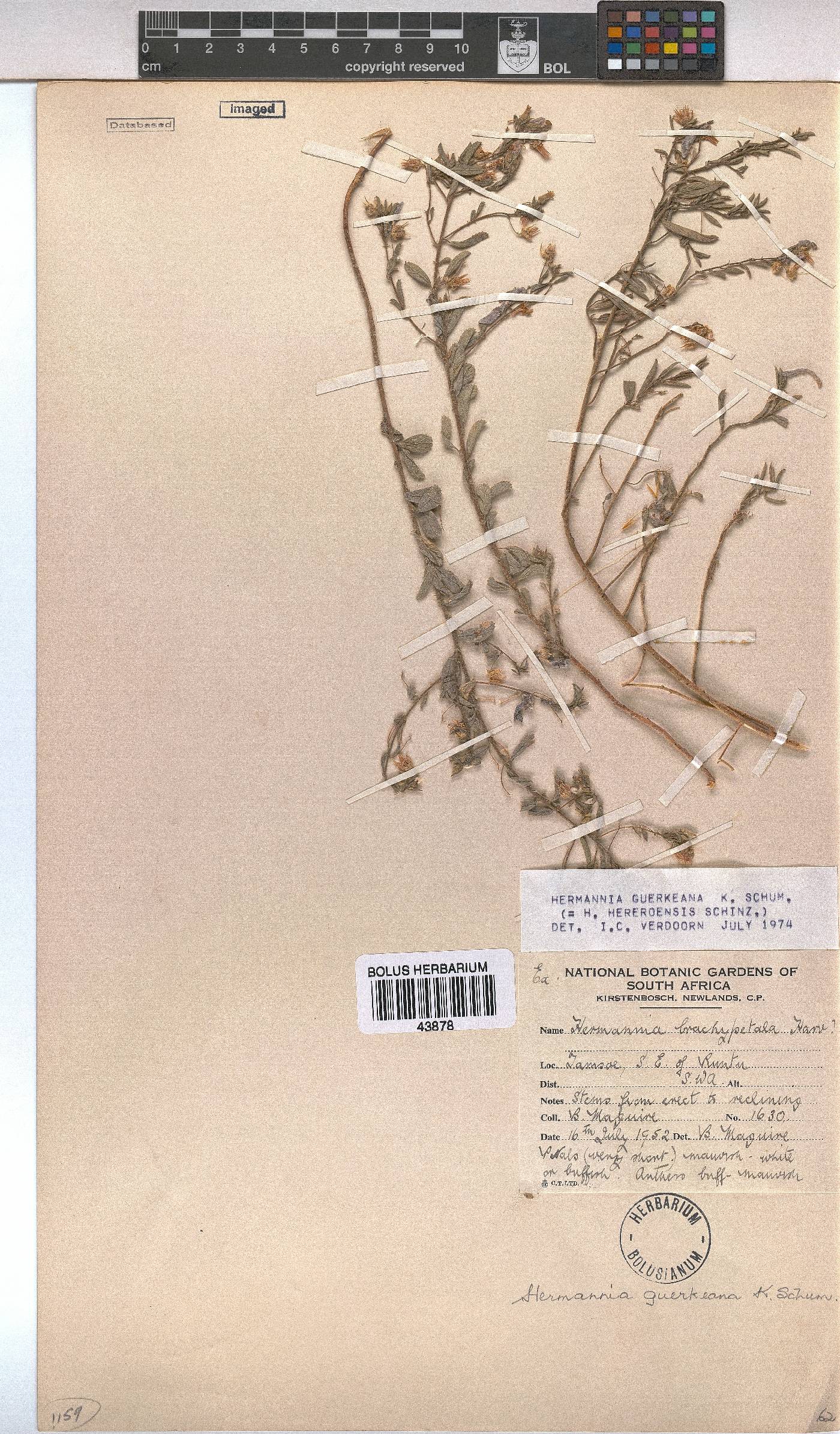 Hermannia guerkeana image
