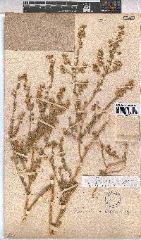 Hermannia minimifolia image