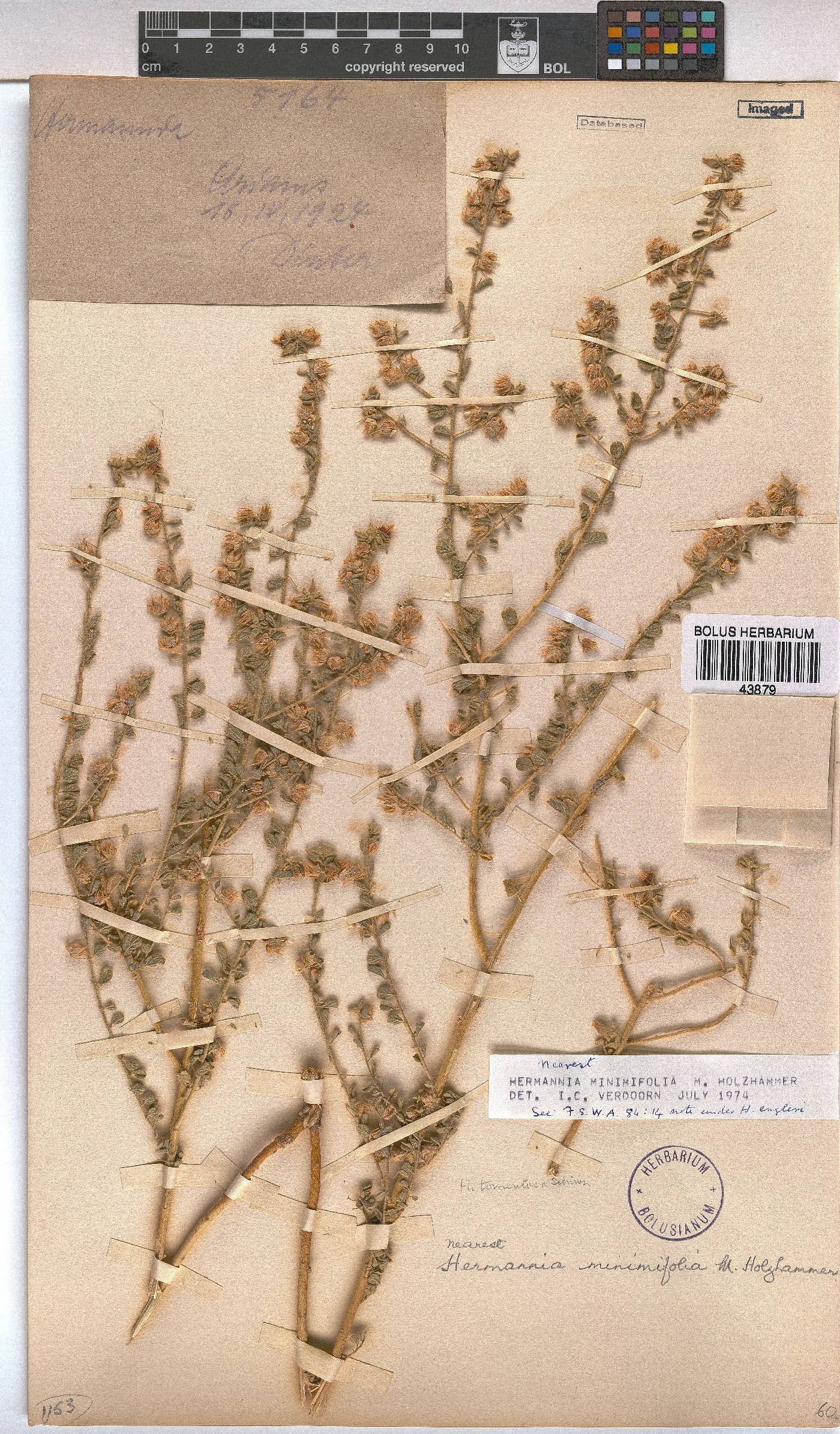 Hermannia minimifolia image